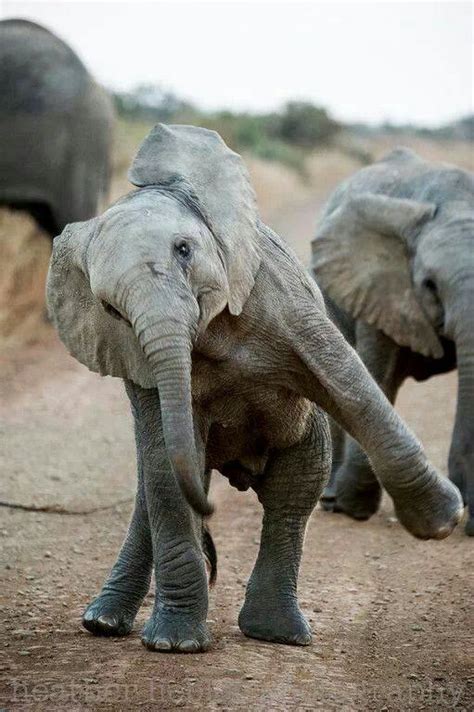 Happy Baby Elephant Animals In Action Pinterest
