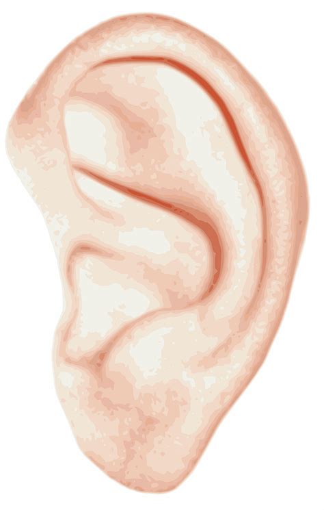 Ear Anatomy Human Free Vector Graphic On Pixabay