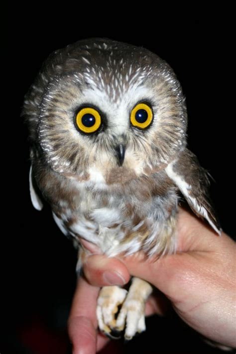A Big Year For Small Owls