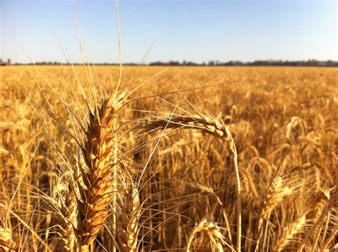 Free Images Field Barley Wheat Prairie Ripe Harvest Produce