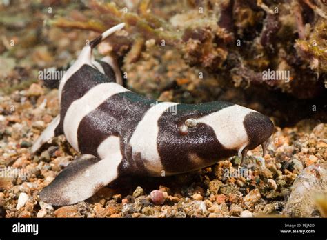 Brown Banded Shark Hi Res Stock Photography And Images Alamy