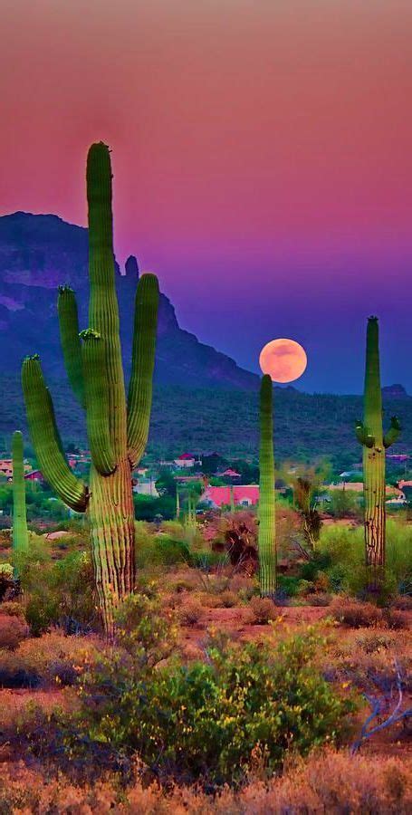 Sunset In The Beautiful Sonoran Desert Near Chandler Arizona