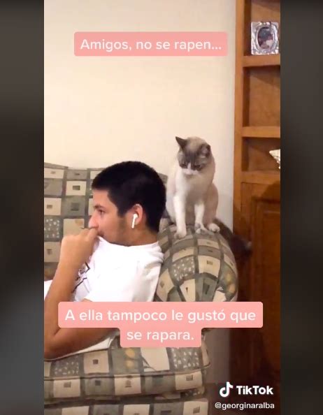 Video Viral Gato Se Enoja Porque Su Dueño Se Rapó Y Le Muerde La