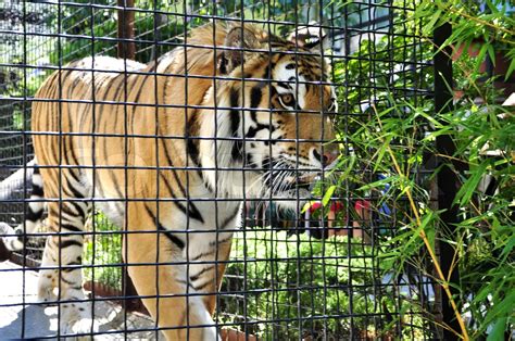Portræt Af Tiger I Et Bur I Zoologisk Have Stock Foto Colourbox