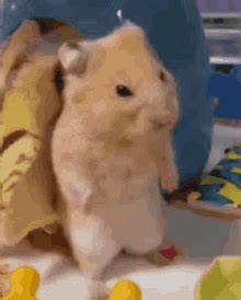 Sad Hamster GIF Sad Hamster Hamster Meme Discover Share GIFs