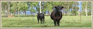  Lowline Beef Cattle Alca
