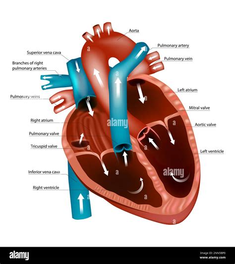 Diagram Of The Human Heart Blood Flow Through The Heart Pathways And