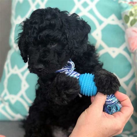 Whistle hill puppies is a mini bernedoodle breeder with a solid reputation for adhering to the strictest and highest quality standards at all times. Teacup Labradoodles - Precious Doodle Dogs - Teacup ...