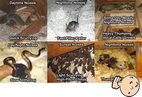 Get your team aligned with. Noises in the attic and walls - scratching noises - rats ...
