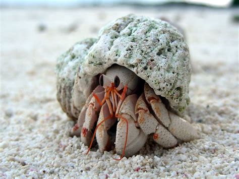Hermit Crab Hermit Crab Crab Hermit Crab Shells