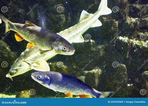 Chub Squalius Cephalus Also Golovl Golub Freshwater Fish From The