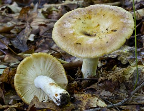 Russula Laurocerasi Fungi Of Northern Maine · Inaturalist