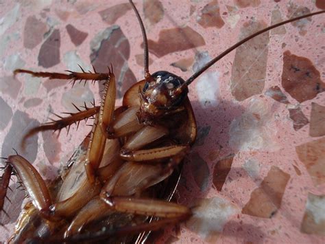 Cockroach Fact Roaches Are The Worlds Worst House Guest — Dial One Franklynn Pest Control