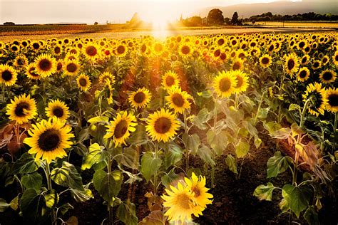 Download Free 100 Sunset Sunflower Field