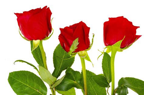 Dark Red Roses Isolated On White Background 4414530 Stock Photo At