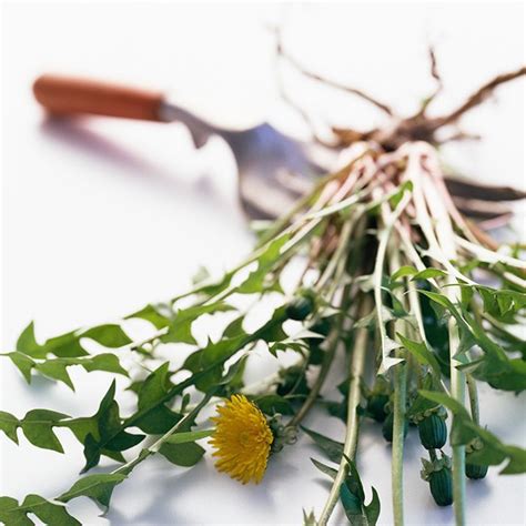 8 healing herbs you need to know about