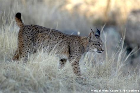Tiny New Cub Brings Hope For Endangered Iberian Lynx In