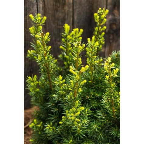 Spring Hill Nurseries 25 Qt Hicksii Upright Yew Taxus Live