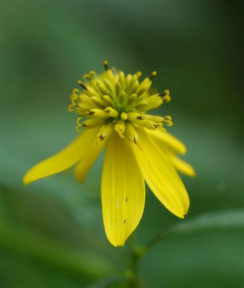 A (flower identification tool) with multiple entries. Look closely at these two tall yellow flowering plants ...
