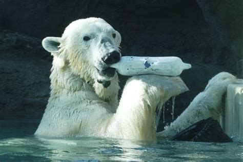 These Funny Polar Bears 21 Pics