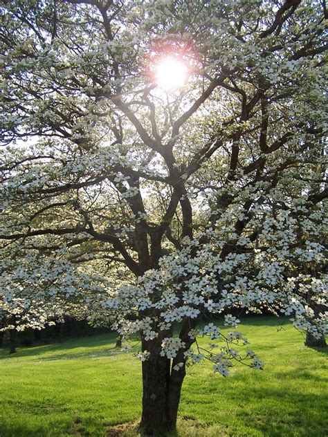 Check spelling or type a new query. Dogwood Tree Facts - Everything You Need To Know