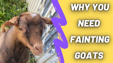 5 Reasons To Own Fainting Goats Myotonic Goat Youtube