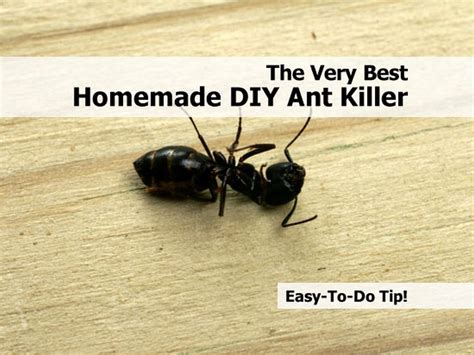For example, dirty antennae reduce an ant's ability to navigate. The Very Best Homemade DIY Ant Killer