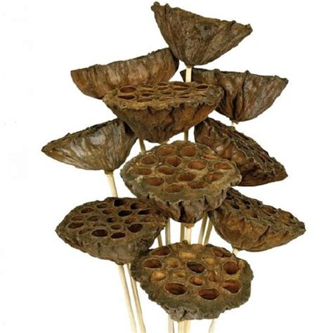 Dried Lotus And Dried Lotus Pods Wholesale All Inseason