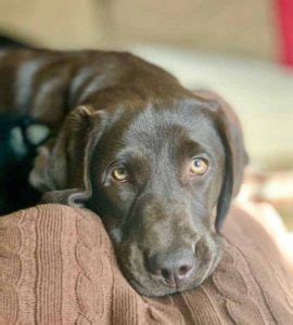 Avoid all of the obstacles as you collect your buddies and then fly back to base. Mandy Chocolate lab puppy | Brookline Labrador Retriever ...