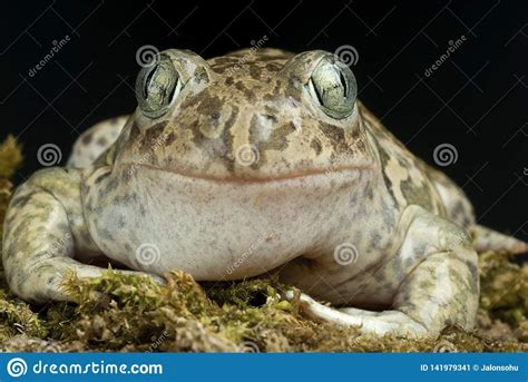 Spadefoot Toad Pelobates Cultripes Amphibian Stock Image Image Of