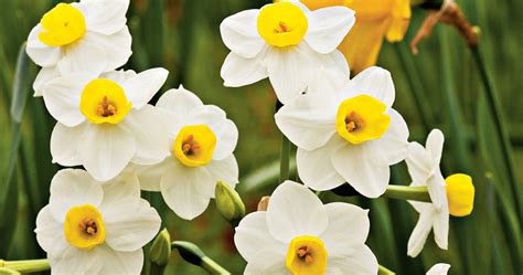 Daffodil Flowers Cs