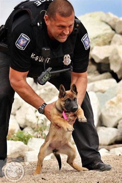 K 9 In Training Dogs Military Working Dogs Military Dogs