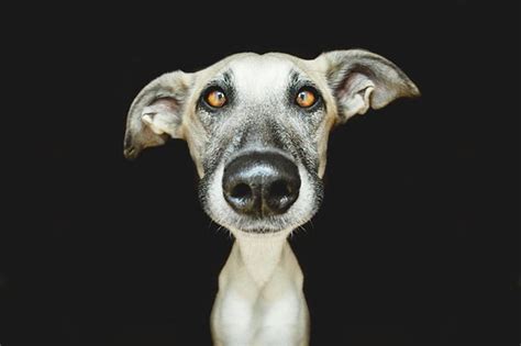 Wide Angle Puppy Nose Dog Photography Dog Portraits Silly Dogs