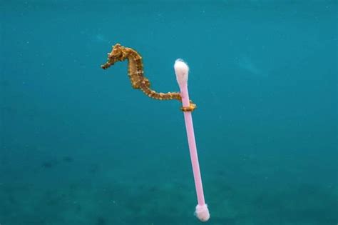 Justin Hofmans Seahorse And Q Tip Nature Photographs Ocean Pollution