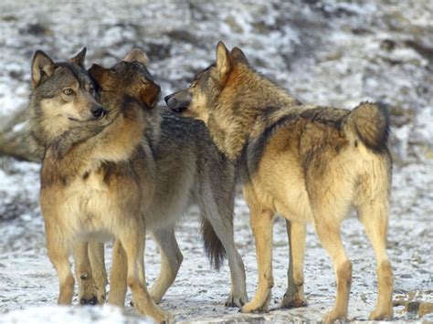 Wolves In The French Alps Simply Savoie