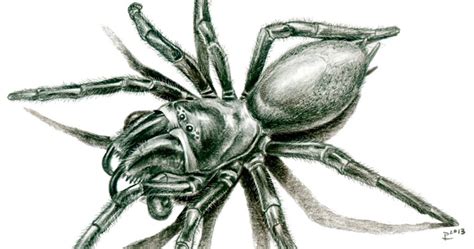 Species New To Science Arachnology 2013 Friularachne Rigoi A