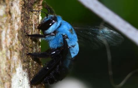 Blue Carpenter Bee Location Habitat Behavior Honey Images And More