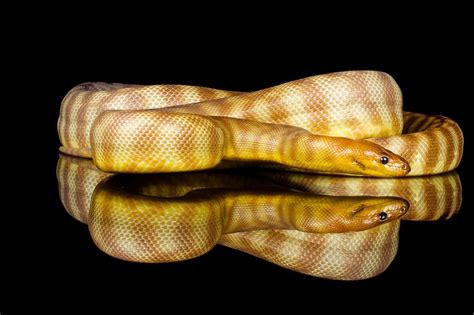 Woma Pythons — Zion Hill Exotics