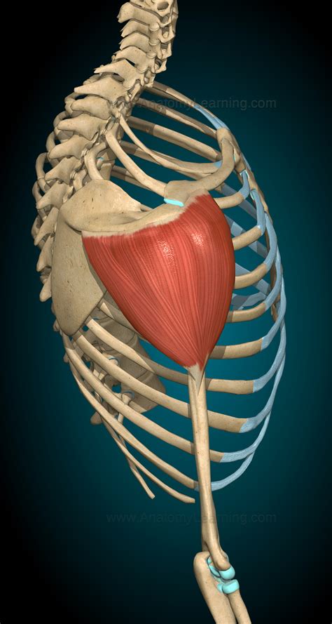Muscle Biomechanics Deltoid Muscle Mr Salus Sporting Lab