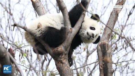 Cute Alert Panda Cub Climbing Tree Youtube