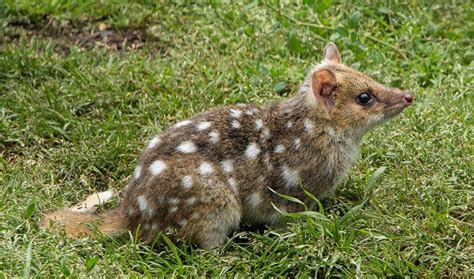 Eastern Quoll The Animal Facts Appearance Diet Habitat Behavior