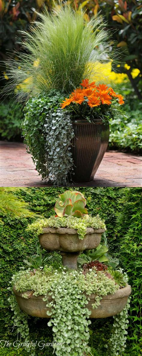 Outdoor Container Plant Ideas