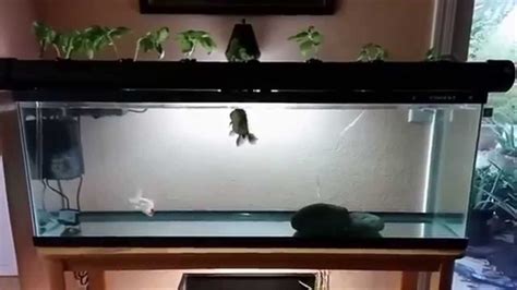 55 Gallon Fish Tank Update Indoor Aquaponics 2014 Youtube