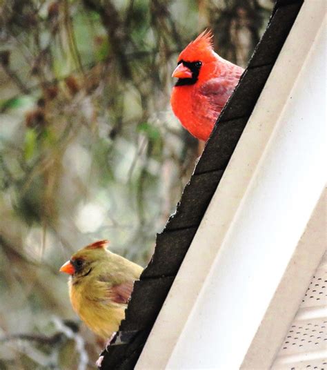 Love Birds Of The Backyard Cardinals Rule Bird Feeders With Both Royal
