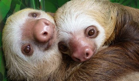 sloth mating not as slow as you think sloco