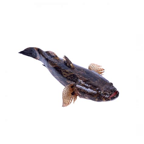 Buy Live Marble Goby Fish Online World Fresh Seafood Ltd