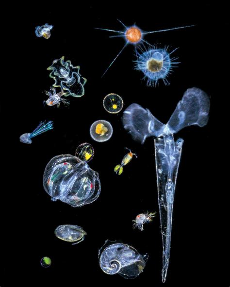The Beauty Of Plankton In Pictures Deep Sea Life Microscopic