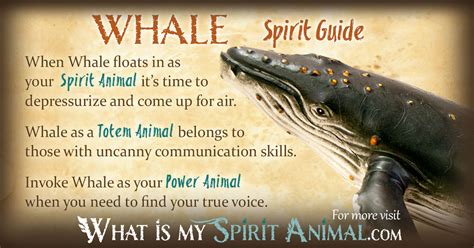 Whale Symbolism And Meaning Spirit Totem And Power Animal