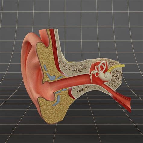 Anatomy Ear 3d Model Cgtrader