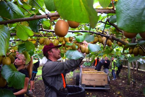 Kiwifruit Picking In Tauranga Day 322 Part 1 Nz Pocket Guide